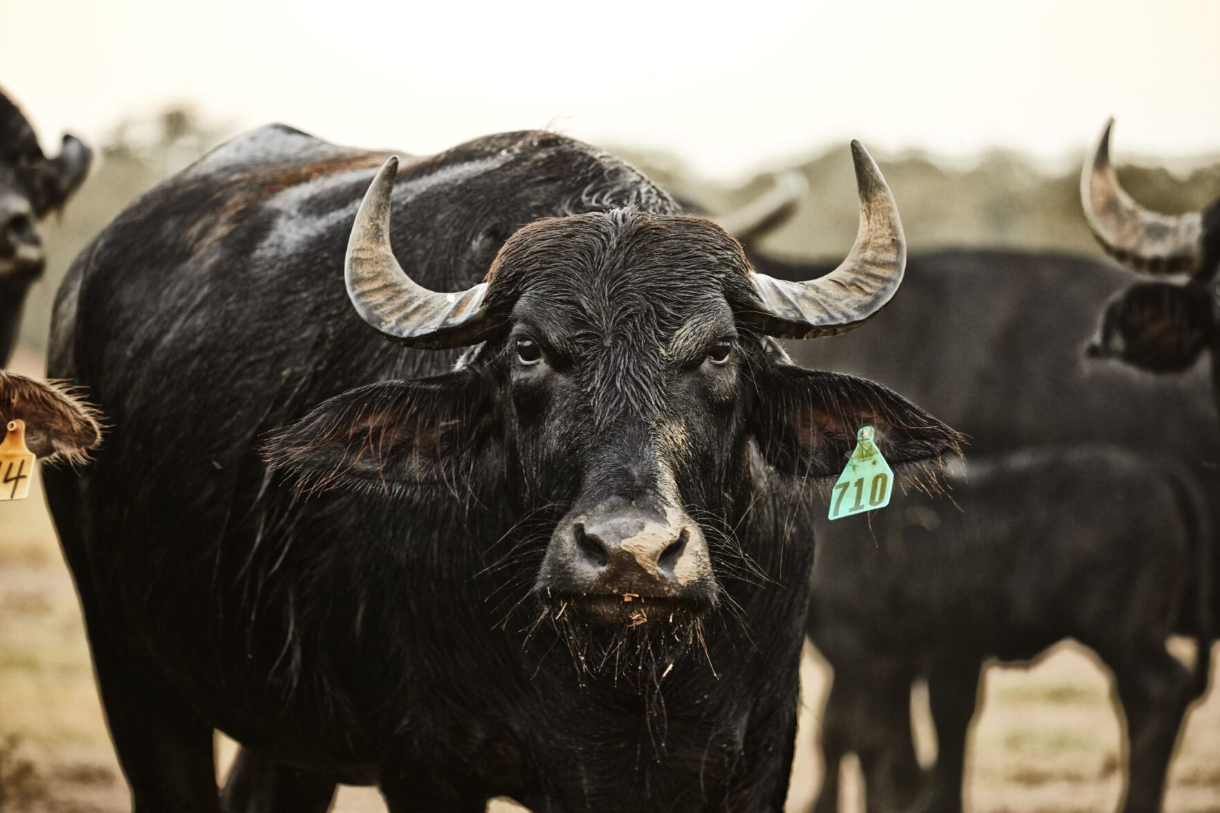 Water Buffalo